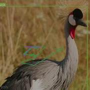Using YOLOv7 And Deepsort To Classify And Track Animals