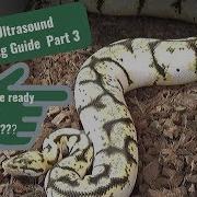 Ball Python Breeding Without An Ultrasound Part 3 When To Pair Your Females