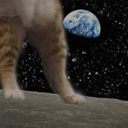 KEYBOARD CAT Loses His Head There
