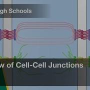 Overview Of Cell Cell Junctions Cell Bio Video Textbooks Preview