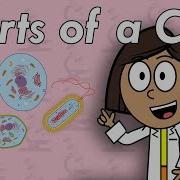 What Are Cells Science For Kids