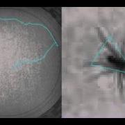 The Allometry Of Behavior Pardosa Sp 1