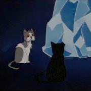 Black Cat Amv