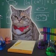 Recreating Cat Memes Money Cat Bread Cat Chemistry Cat