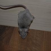 Three More Funny Mouse Tricks