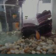 Detectron2 For Aquarium Fish Detection