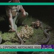 2 Burmese Pythons Hatchlings And Eggs Removed From Big Cypress National Preserve