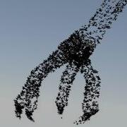 Lightwave Flocking Test Claw
