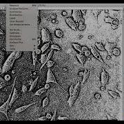 Measuring Surface Area Of PC3 Cells On Different Matrices Using ImageJ Fatima AlHamadi Spring2023