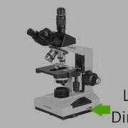 How To Identify Parts On A Compound Microscope