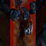 Chili Burning In Macro Urday