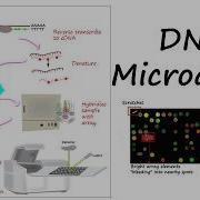 DNA Microarrays For Gene Expression Analysis Molecular Biology Genetics Biotechnology