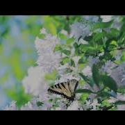 Test Mp4