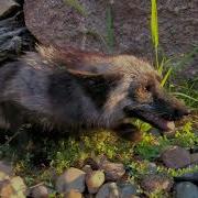 Foxes Laugh And Scream At Puppies
