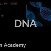 DNA Biomolecules MCAT Khan Academy