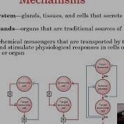 Lecture 17 Endocrine Physiology And The Thyroid