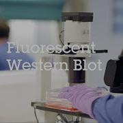 Fluorescent Western Blot Video Protocol