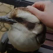 Will The Wild Kookaburras Let Me Pet Them We Test It With 5 Different Kookaburras