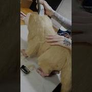 Building A Nix Puppet In 4 Weeks Starwarsoutlaws