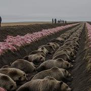 They Released THESE DANGEROUS ANIMALS TO KILL GRIZZLY BEARS The Results Shocked Biologists