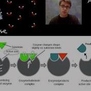 Enzymes