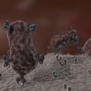 Antibody Immune Response Shorts