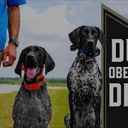 Training Multiple Dogs At Once Pro Tips