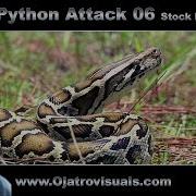 Python Attack 06 Stock Footage