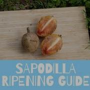 Sapodilla Ripening Guide How To Eat
