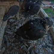 2017 Falcon Pre Fledge Time Lapse Clip