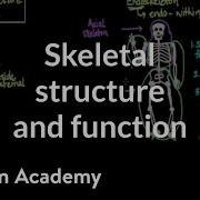 Skeletal Structure And Function Muscular Skeletal System Physiology NCLEX RN Khan Academy