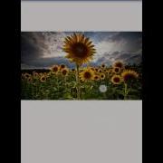Picasso Library Android