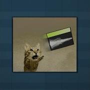 Cat Beat