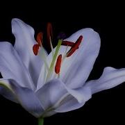 Time Lapse Watch Flowers Bloom Before Your Eyes Short Film Showcase