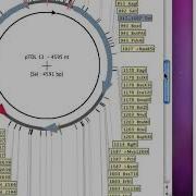 Directional Cloning With Compatible Cohesive Ends