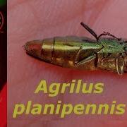 Emerald Ash Borer And More