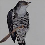 Cosmo Sheldrake Cuckoo Song