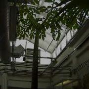 3 Year Time Lapse Video Of Corpse Flower