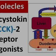 Cholecystokinin CCK 2 Receptor Antagonists Explained