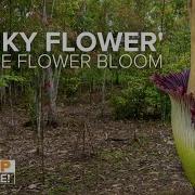 Corpse Flower Set To Bloom At NC State