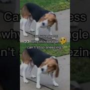Can You Guess Why This Begal Can T Stop Sneezing