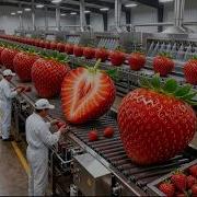 Fresh Strawberries To Juice Jam And Frozen Strawberries INSANE Strawberry Factory