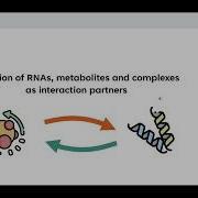 Christoph Elfmann SynWiki And MycoWiki Functional Annotation Of Mycoplasma Genomes