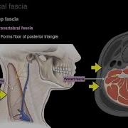 Cervical Fascia