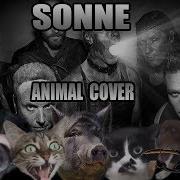 Rammstein Sonne Animal Cover