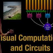 Visual Computations And Circuits Receptive Fields Sparse Coding Hypothesis