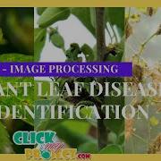 Python Image Processing Project Agricultural Plant Leaf Disease Identification ClickMyProject