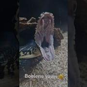 Boelens Python Yawning Snake Bite Teeth Reptiles Animals