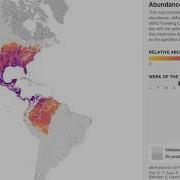 EBird Migration Animation