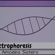Gel Electrophoresis